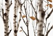 Twigs set macro dry branches birch isolated on white background with clipping path