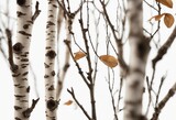 Fototapeta Sport - Twigs set macro dry branches birch isolated on white background with clipping path