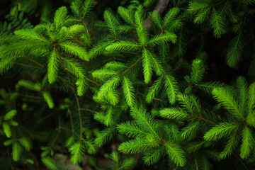 Wall Mural - Fir tree branches in forest, closeup