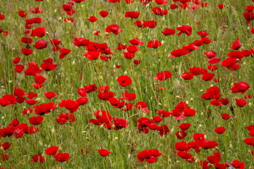 Poster - field of poppies