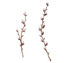 watercolor illustration willow branches and tree branch without leaves. brown dry straight twig. iso