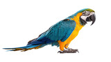 Fototapeta  - colorful parrot closeup shot isolated on transparent