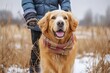 Amidst the snowy winter landscape, a person's loyal companion, a golden retriever, proudly sports a scarf, keeping both them and their beloved pet warm and stylish in the cold outdoor weather