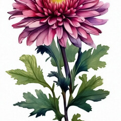 Poster - chrysanthemum flower on a white background, watercolor drawing