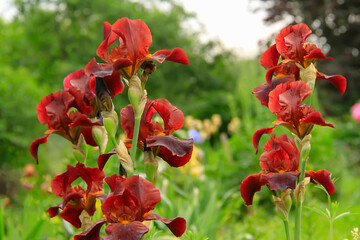 - dark red iris - a beautiful garden flower on natu...- dark red iris - a beautiful garden flower on