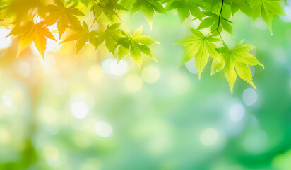 Wall Mural - Maple leaves in spring on green bokeh background, Spring nature freshness and renewal background, Copy space