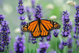Fototapeta Lawenda - butterfly on a lavender bush, with purple flowers and green leaves