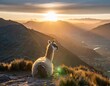 © Tedi S Photography - llama laying down on mountainside overlooking far away town in valley and mountains at sunset
