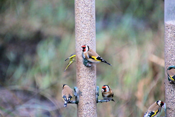 Canvas Print - A Goldfinch on a Bird Feeder