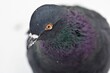© Stan - pigeon head closeup