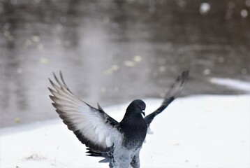 Poster - Pigeon in flight on snow in the city park in winter