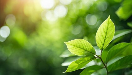 Wall Mural - close up of nature view green leaf on blurred greenery background under sunlight with bokeh and copy space using as background natural plants landscape ecology wallpaper concept