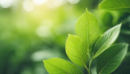 Wall Mural - close up of nature view green leaf on blurred greenery background under sunlight with bokeh and copy space using as background natural plants landscape ecology wallpaper concept