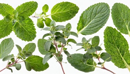 Wall Mural - many various fresh green marjoram leaves and twigs at different angles on white background