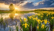 A Beautiful May Sunset Landscape Spring Flooded Water The Field With Wildflowers Yellow Irises In The Sunshine Under The Beautiful Sky With Clouds
