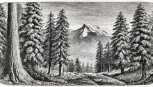 Giant Redwood Sequoiadendron Giganteum Antique Illustration From Brockhaus Konversations Lexikon 1908