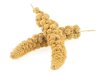 Poster - Twigs of Senegal millet isolated on a white background. Bird seeds, millet sticks.