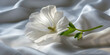 © SnowElf - Fresh flower on background of light fabric. Creative background for laundry conditioner, smoothing and floral fragrance.