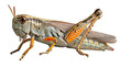Close Up of Grasshopper Insect on White Background