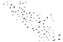 Silhouette Sketch Of A Flock Of Flying Forward Birds. Takeoff, Flying, Flight, Flutter, Hover, Soaring, Landing