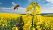 rapeseed blooming branch with flying bee