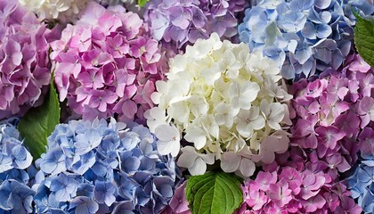 Wall Mural - background of pink lilac white and blue hydrangae flowers as a background