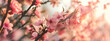 Blossoming pink cherry trees garden in spring. Spring nature freshness and renewal background