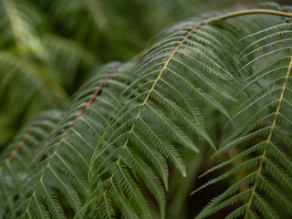 Tree fern branches in the forest