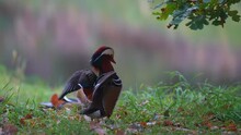 Duck Flaps Its Wings Near An Oak Tree