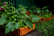 Raised Bed Homegrown Vegetable Garden In Wooden Planter Boxes With Companion Plants To Ward Off Pests And Diseases.