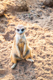 Fototapeta Sawanna - Meerkat, Suricata suricatta, on hind legs. Portrait of meerkat standing on hind legs with alert expression. Portrait of a funny meerkat sitting on its hind legs.