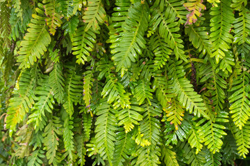 Wall Mural - Resurrection fern growing on the trunk of a sago palm in Florida.