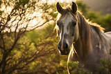 Fototapeta Konie - Grulla, grullo or black dun, domestic horse animal in nature photography, sunlight