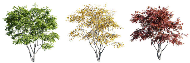 Wall Mural - Acer ginnala tree isolate transparent background.3d rendering PNG