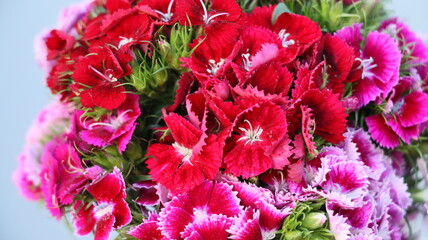 Clavel del poeta, ramo de novia, de claveles rosa y rojo