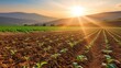 Warm sunset over plowed farmland with young crops growing in rows