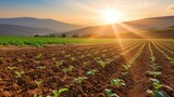Fototapeta  - Warm sunset over plowed farmland with young crops growing in rows