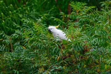 Cockatoo parrot sitting on a green tree branch in Australia. Big white and yellow cockatoo with nature green background