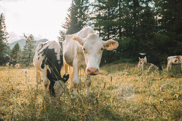 Wall Mural - Calves graze on a mountain meadow in the sun. Holstein Friesian Cattle . Calves with black and white spotting graze on a meadow.Mountain pastures.Animal husbandry and agriculture.Breeding cows.