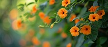 A Beautiful Vine With Numerous Orange Flowers, Showcasing The Vibrant Petals Of A Flowering Plant In Close-up Detail.