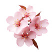 Transparent Background showcasing Cherry Blossom Elegance