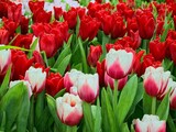 Fototapeta Tulipany - white and red tulip flowers on the colorful of tulips field