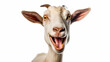 A carefree goat wearing a silly grin