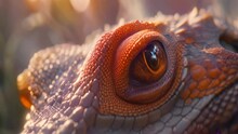 Close Up Of Iguana