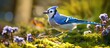 blue jay bird flying on a meadow on a sunny