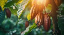 The Process Of Beans Ripening On A Chocolate Tree