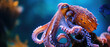 Image of a  Octopus under water, sea life photography