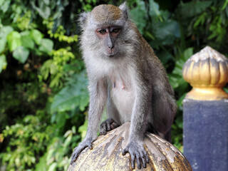 Wall Mural - Long-tailed Macaque, Macaca fascicularis, lives in Batu cave, Kuala Lumpur, Malaysia