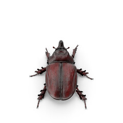 Rhinoceros Beetle PNG