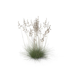 Sheep Fescue PNG